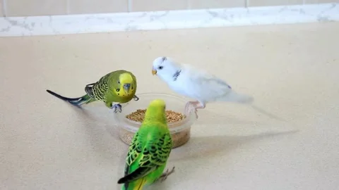 Three cute pet parakeets eating seeds from a plastic bowl Видео 334517249