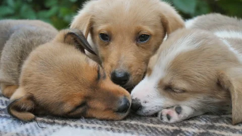Three cute puppies are sleeping tenderly, burying their noses on a plaid blanket Stock Footage 141566527