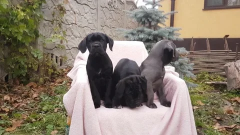 Three cute puppies Cane Corso Stock Footage 167884855