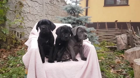 Three cute puppies Cane Corso Stock Footage 167884861