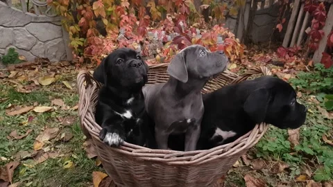 Three cute puppies Cane Corso Stock Footage 167884914