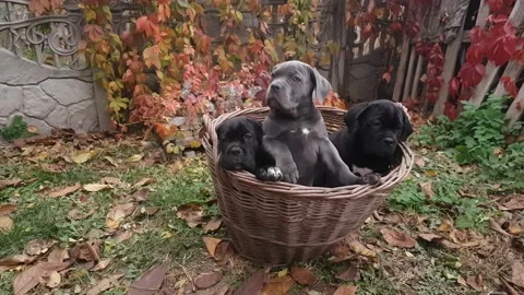 Three cute puppies Cane Corso Stock Footage 167884952