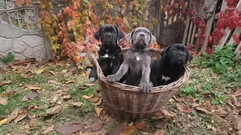 Three cute puppies Cane Corso Stock Footage 167885002