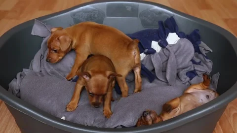 Three cute puppies on a dog bed play together amicably. Video stock 192531379