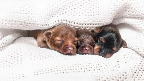 Three cute puppies sleeping Stock Photos