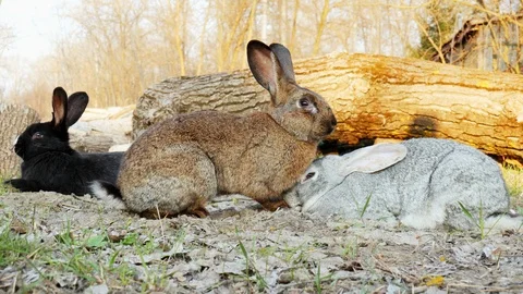 Three cute rabbit on a meadow in the forest Stock Footage 107163548