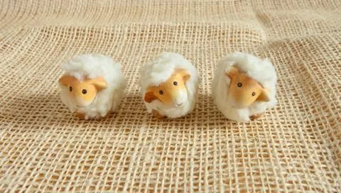 Three cute sheep in the farm Stock Photos