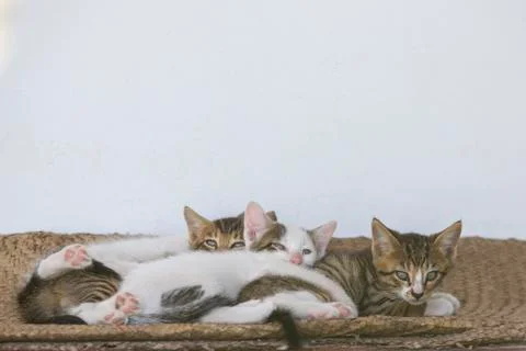 Three cute small kitten looking at the camera Stock Photos