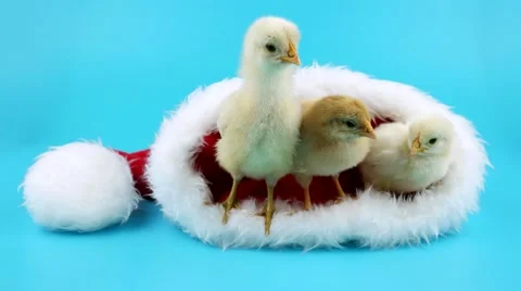 Three cute small yellow roosters relaxing in Santa Claus hat Stock Footage 68704411