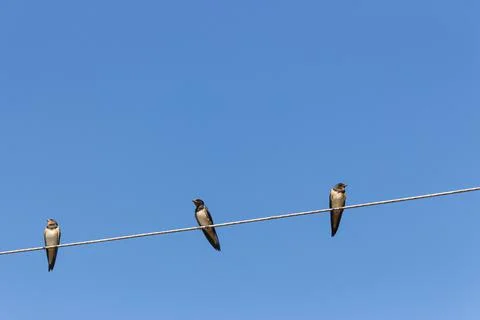 Three cute swallows on the rope. Three birds against blue sky background. Stock Photos