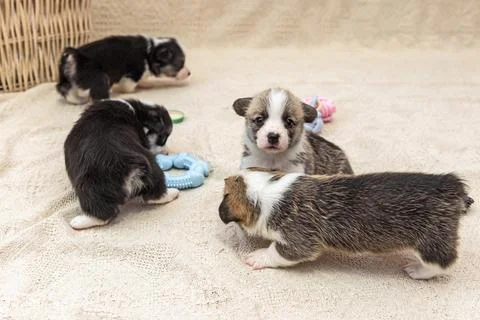Three cute tiny welsh corgi puppies plays together Stock Photos