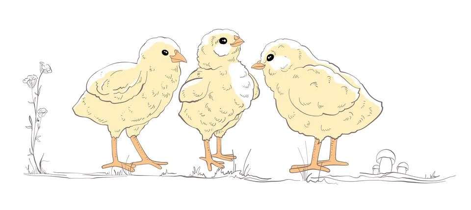 Three cute yellow fluffy chicks are standing next to each other on grass with Stock Illustration