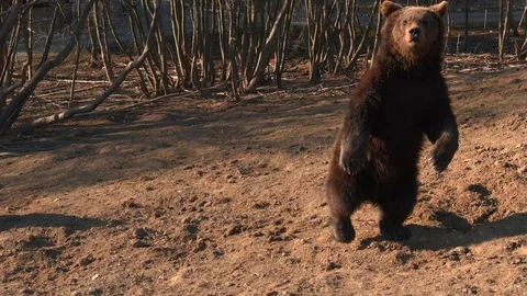 Three cute young bears at the zoo enjoy the drone and greet him - aerial shot Stock Footage 128239034