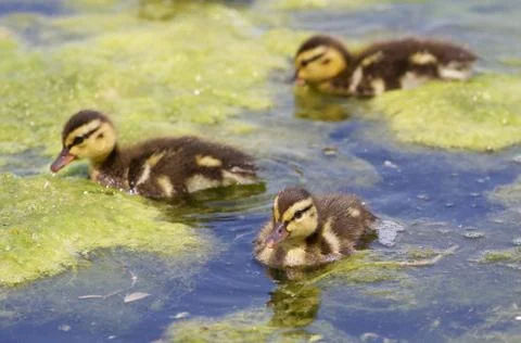 Three cute young ducks Stock Photos
