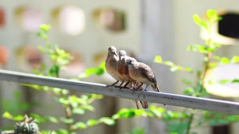 Three cute zebra doves perching together on a metal bar in the garden. 動画素材 336982956