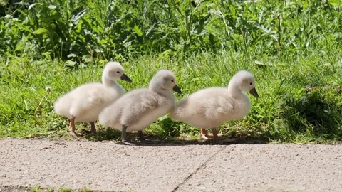 Three Cygnets Walking Along Lakeside Grass in Urban Kolding, Denmark Stock Footage 336102995