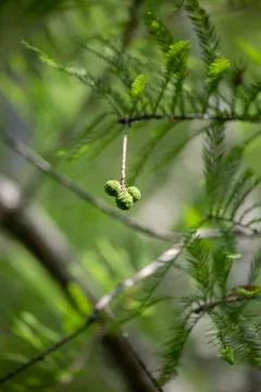Three Cypress Balls Stock Photos