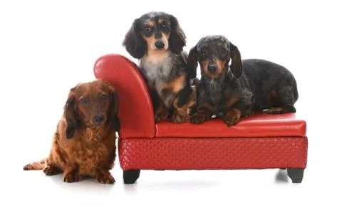 Three dachshunds on a couch Stock Photos