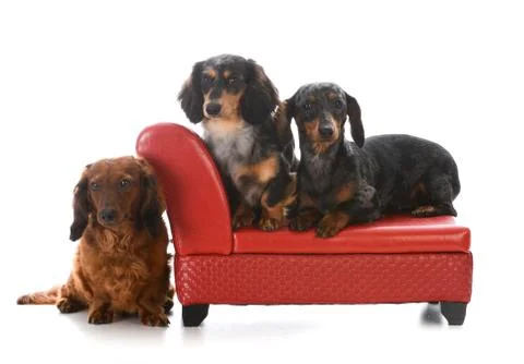 Three dachshunds on a couch Foto stock