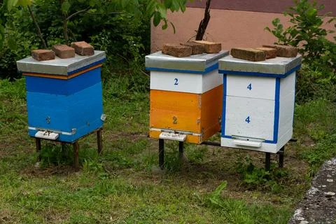 Three Dadant Blatt Beehives in a Backyard on a Spring Day Stock Photos