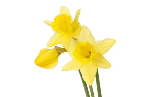 Three daffodil flowers Stock Photos