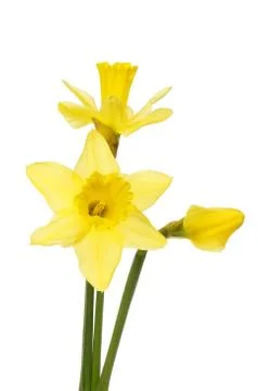 Three daffodil flowers Stock Photos