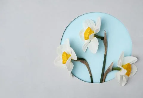 Three daffodils in a circle on a grey background. Spring concept and holiday  Foto stock