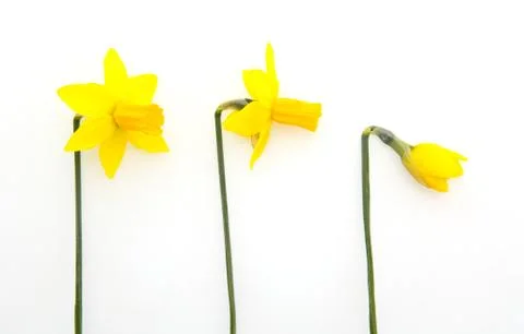 Three daffodils isolated on the white background. Stock Photos