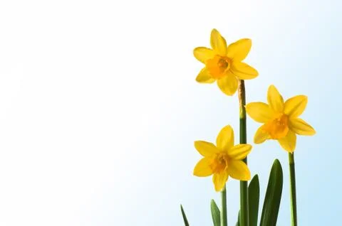Three Daffodils 스톡 사진