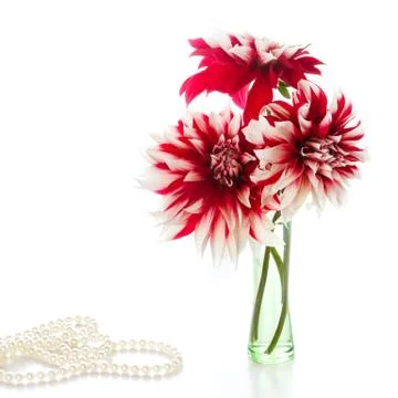 Three Dahlia on white background. Stock Photos