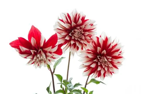 Three Dahlia on white background. Stock Photos