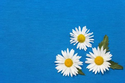 Three daisies on a blue  background Stock Photos
