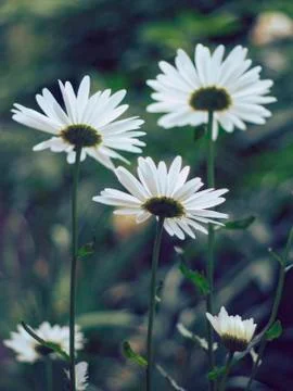 Three daisies on a dark background Stock Photos