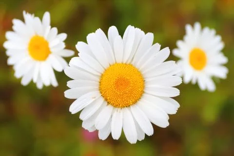Three daisies in a field close-up Stock Photos