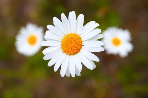 Three daisies in a field close-up Stock Photos