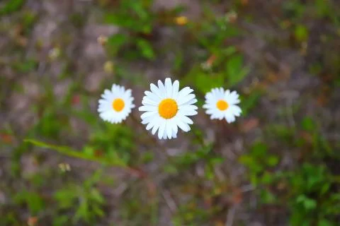 Three daisies in a field close-up Stock Photos
