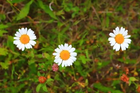 Three daisies in a field close-up Foto stock