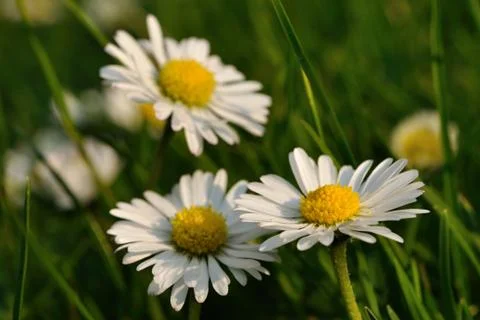 Three daisies in grass 스톡 사진