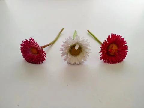 Three daisies lying separately from each other on a white background. Stock Photos
