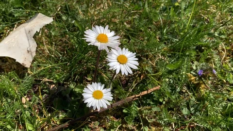 Three daisies on a meadow from above Stock Footage 107523318