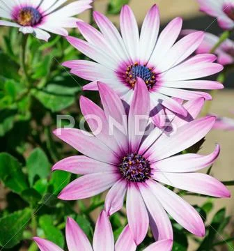 Three daisies Stock Photos