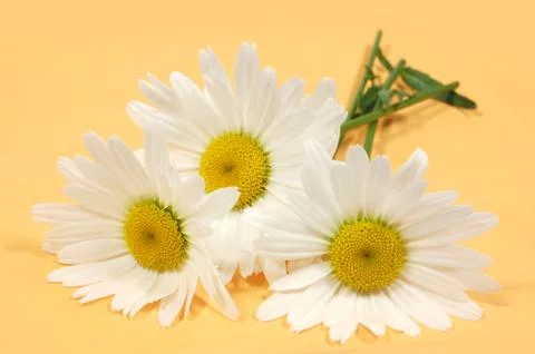 Three daisies Stock Photos