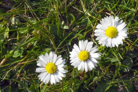 Three daisies Foto stock
