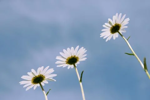 Three daisies Stock Photos