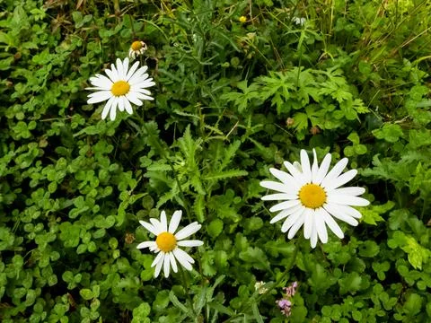 Three daisies Stock Photos
