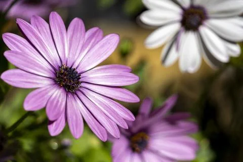 Three daisies Stock Photos