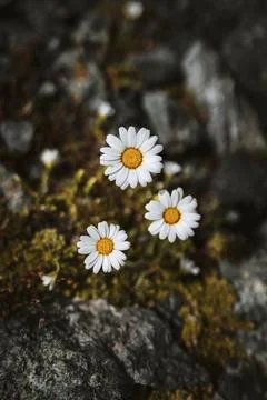 Three daisies on rocky ground with moss Stock Photos