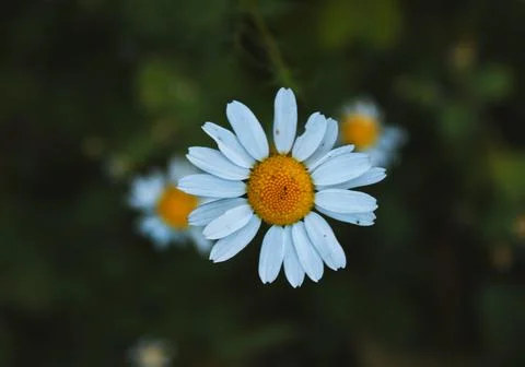 Three daisies in a row Stock Photos