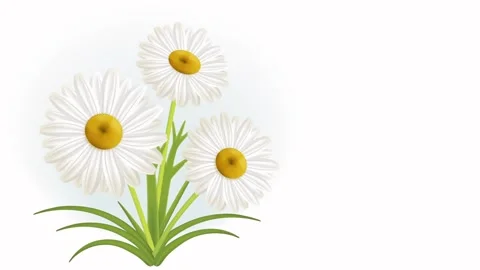 Three daisies in spring Stock Footage 231471812