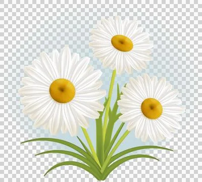 Three daisies in spring Stock Illustration